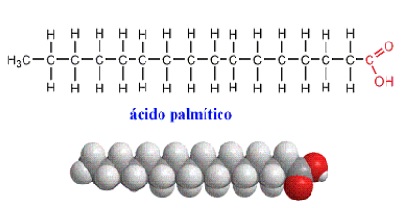 acido_palmitico